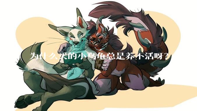 为什么买的小乌龟总是养不活呀？